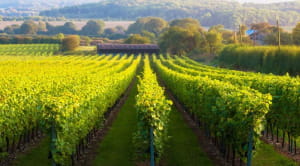 General view of vineyard